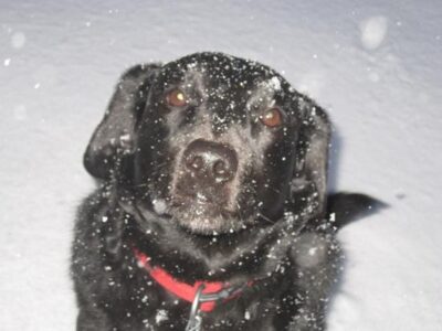 Goats: The Great Weed-eaters Image